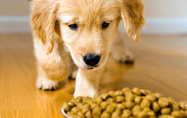 Food To Satisfy The Taste Buds Of Your Pet